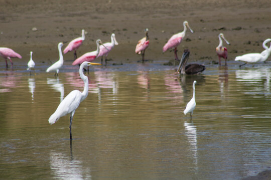 Roseate Spoonbill and Egrets / Esp&aacute;tulas rosadas y garzas, imagen tomada en las piscinas de Ecuasal, refugio de aves en la costa de Ecuador.