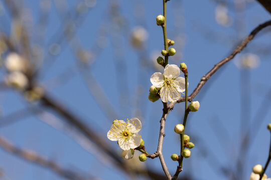 White plum blossoms blooming on tree branches with green buds under blue sky in early spring nature