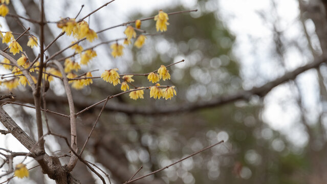 Close up of yellow wintersweet chimonanthus praecox flowers blooming on tree branches in early spring nature