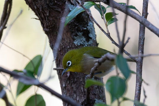 Close up of Japanese white eye bird perched on tree trunk among fresh green leaves in spring nature