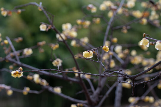Close up of yellow wintersweet chimonanthus praecox flowers blooming on tree branches in early spring nature