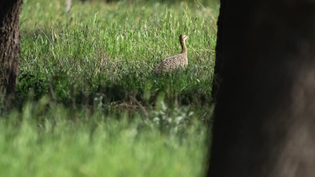 A red-winged tinamou (Rhynchotus rufescens) walking across a grassy area within a campsite on a sunny day