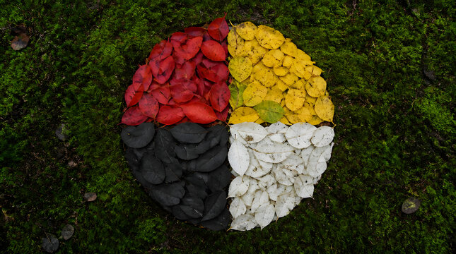 Medicinal wheel made of leaves rocks quadrants mossy surface yellow black white petals realistic down flat lay outdoor setting green moss