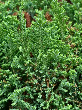 Vertical view of a green juniper bush shoot with sharp needles