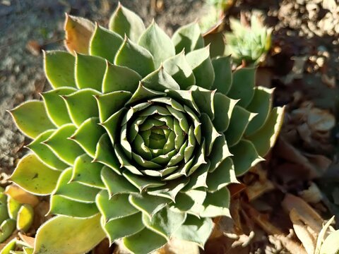 Houseleek plant close-up