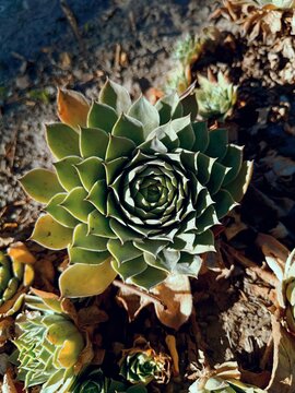 Houseleek plant close-up