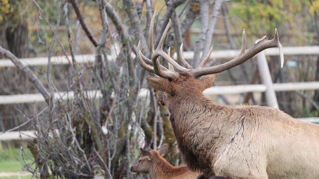 Bull Elk Bugling Beside a Cow Elk During the Rut