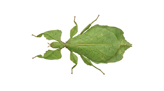 Exotic Green Walking Leaf Insect Phyllium Bioculatum Isolated on White Background, Detailed Mimicry Macro Shot of Tropical Stick Bug for Natural Science Education and Transparent Graphic Design