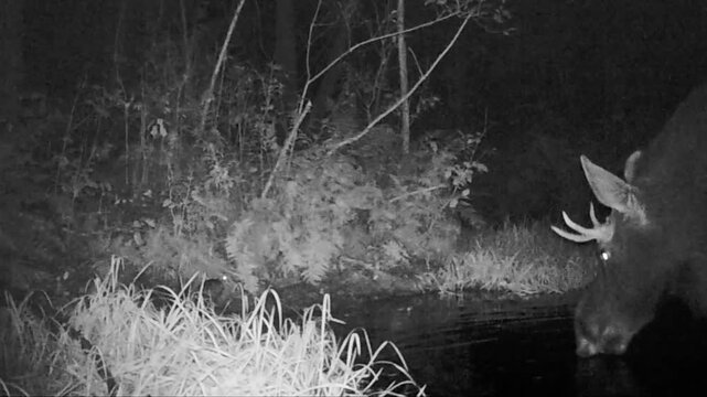 Male European moose (Alces alces) meets migratory  woodcock (Scolopax rusticola) at a watering hole; October, Central Belarus