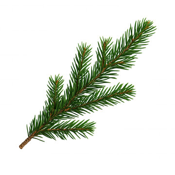 Green spruce branch creating a natural decoration for christmas and winter transparent background holidays