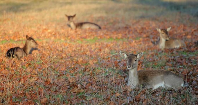 Fallow deer resting on a forest floor covered with orange autumn leaves, blending into their natural habitat during fall season, representing wildlife in nature