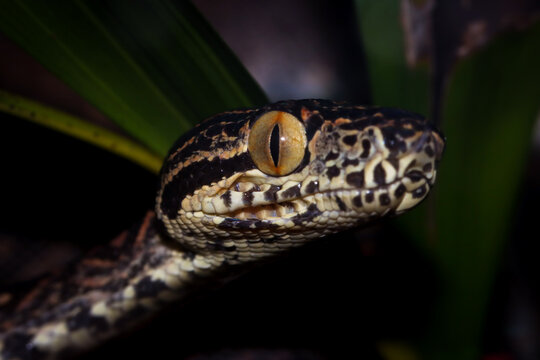 Close-up side view of the head of an Amazon tree boa (Corallus hortulana) in a forest at night, Indonesia