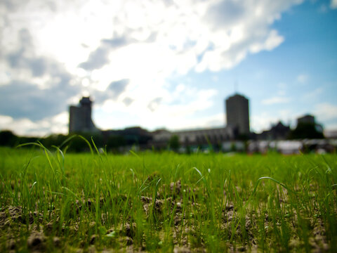Hydroseeding Results,  New Grass Growth and Lawn Establishment