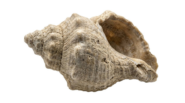 A detailed whelk seashell with a textured surface isolated on a clean white background
