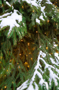 Glowing holiday lights decorate lush green cedar foliage. Perfect for Christmas, winter or celebration themes
