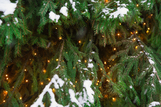 Glowing holiday lights decorate lush green cedar foliage. Perfect for Christmas, winter or celebration themes