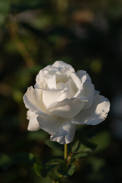 Close up of single white rose blooming gracefully with soft ambient light in autumn garden