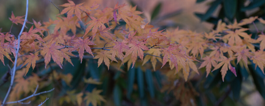 Close up of orange maple leaves glowing in gentle autumn sunlight with soft background in Japan