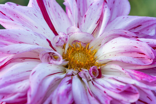 Close up of vibrant pink and white striped dahlia flower blooming in soft light for autumn nature background