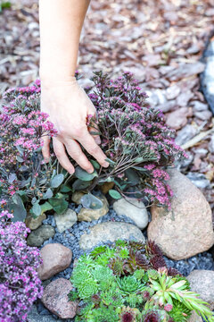 A woman's hand gently touches Orostachys shoots in a blooming rock garden
