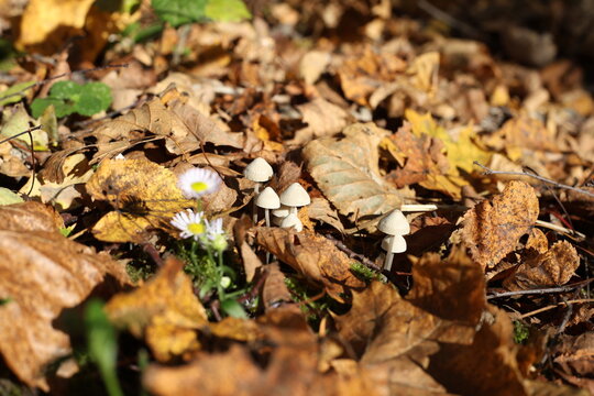 White mycena mushrooms among fallen orange autumn leaves, delicate pale caps on thin stems, Mycena