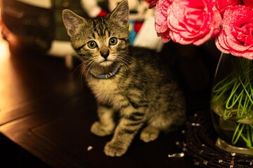 Kitten On Table Next To Flower © Dalirios