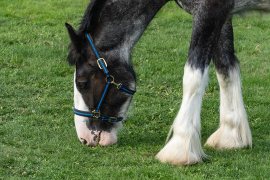 Close-up side view of a young Clydesdale horse (Equus caballus) wearing a blue halter grazing in an outdoor paddock, Canada