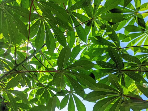 Green foliage background featuring vibrant cassava leaves pattern tropical natural texture backdrop low angle view with sunlight and blue sky