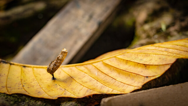 Bagworm moth case on yellow autumn leaf macro banner.