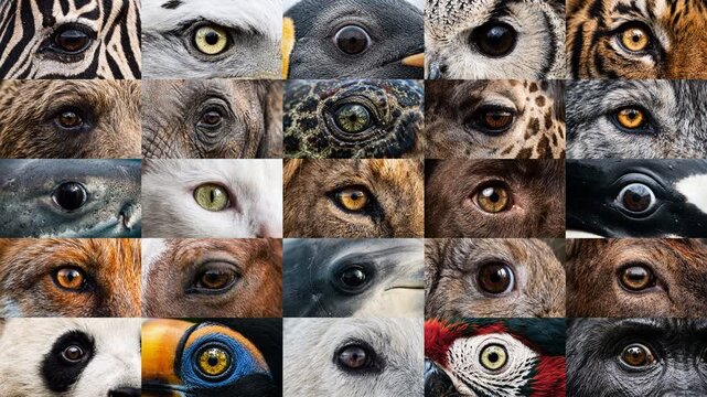25 animals opening eyes in split screen grid - Wildlife biodiversity concept