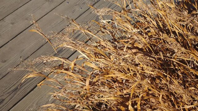 dry grass in autumn, Japan Shirakawago old village 