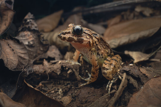 Close-up side view of a wild Blyth's river frog (Limnonectes blythii) sitting amongst the forest leaf litter, Palawan, Philippines