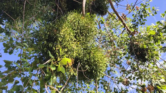 Traditional Christmas symbol of mistletoe hanging indoors. Magical holiday omen and festive green plant for romantic kiss tradition during winter celebration and New Year decorative preparation.