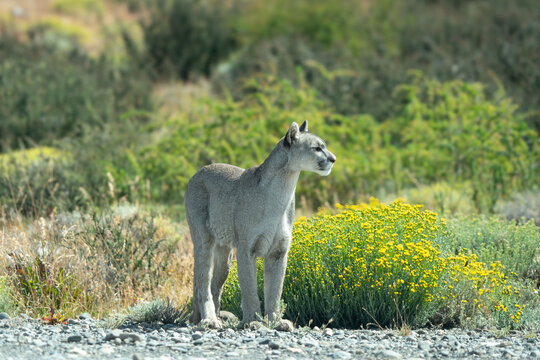 Close-up of a Female cougar (Puma Concolor) standing by the roadside near Torres del Paine National Park, Chilean Patagonia, Chile