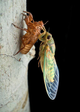 Close-up side view of a teneral adult cicada (Cicadidae) on a tree trunk emerging from Its nymphal exoskeleton (exuvium) at night, Philippines