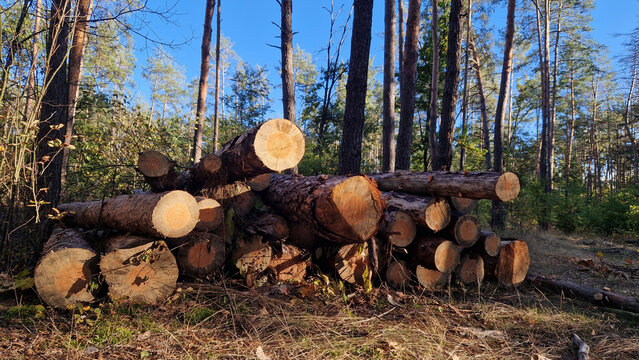 Freshly cut pine logs after sanitary felling of the forest. Concept of timber harvesting, woodworking industry, preparation of firewood for the winter or ecological cleaning of forest areas
