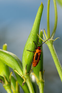 Nymph of a Large Milkweed Bug (Oncopeltus fasciatus) on a milkweed pod.