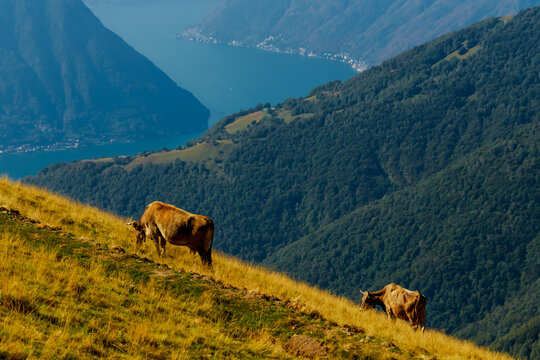 Side view of two cows grazing on a grassy mountain slope above Lake Como at the end of summer, Lombard Prealps, Italy