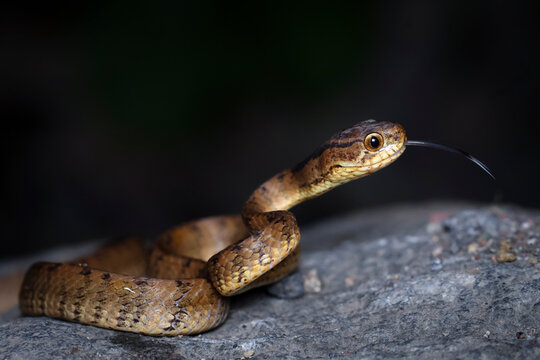 Close-up side view of a Keeled slug snake (Pareas carinatus) on a rock flicking its tongue, India
