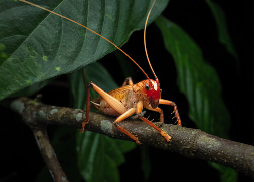 Close-up of a wild raspy cricket (Gryllacrididae sp) perched on a branch in the jungle at night, Palawan Philippines