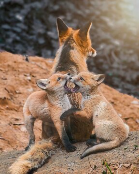 Two adult foxes and a kit interact on a rocky hillside