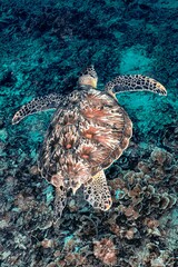 Hawksbill sea turtle swims over coral reef in turquoise water © abul lais