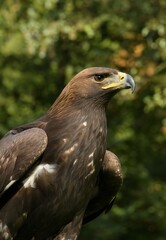 Obraz premium Golden eagle (Aquila chrysaetos)