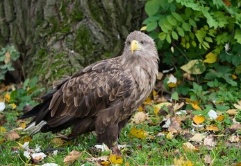 Fototapeta premium Golden eagle (Aquila chrysaetos)