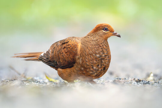 Close-up side view of A wild brown cuckoo-dove (Macropygia phasianella) on the ground with  blurred background, Queensland, Australia