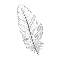 Elegant hand-drawn black and white feather illustration isolated on a white background for design © Albab