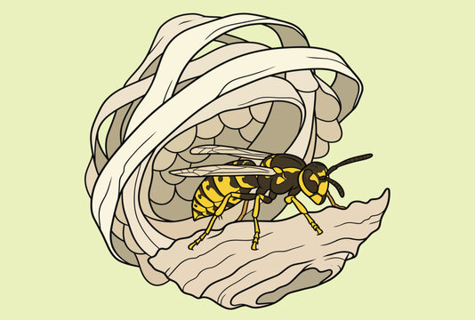 Detailed vector illustration of a yellowjacket wasp crawling on its intricate paper nest structure with honeycomb cells against a light background.