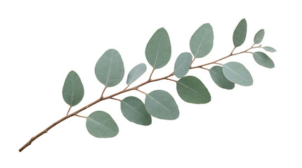 Eucalyptus branch with fresh green leaves and woody stem isolated on transparent background © Hosnibee_PNG