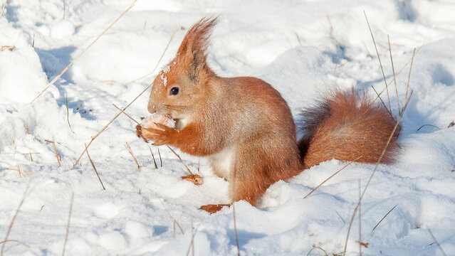 squirrel in snow