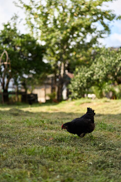 A black chicken in a sunny rural yard, grass underfoot, trees in the background. A simple scene of farm life, outdoor animals, and everyday poultry for warmth.
